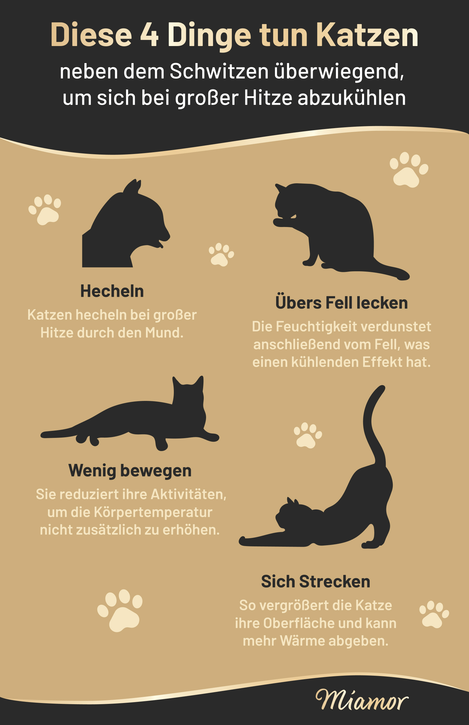 Infografik zur Schweißregulation bei Katzen
