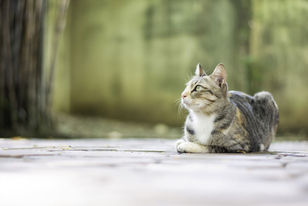 Graue Katze liegt auf Steinboden und schaut nach oben.