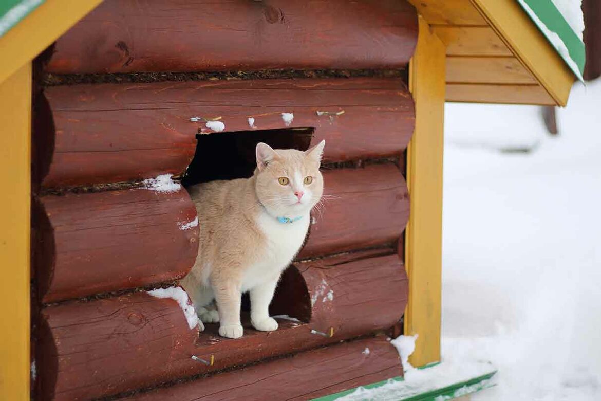 Eine selbst gezimmerte Katzenhütte, eine Katze steht im Eingang.