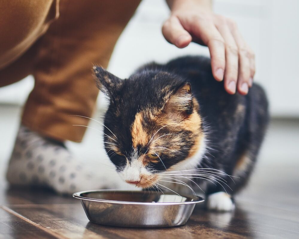 Katzenfutter Inhaltsstoffe: Was steckt wirklich in der Dose?