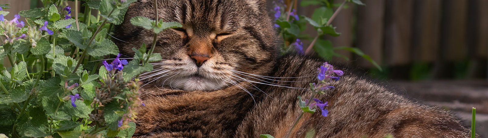 Eine Katze liegt neben einem Strauch Katzenminze.