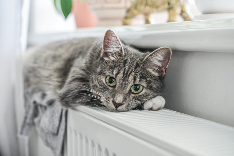 Eine Katze liegt auf einer Heizung