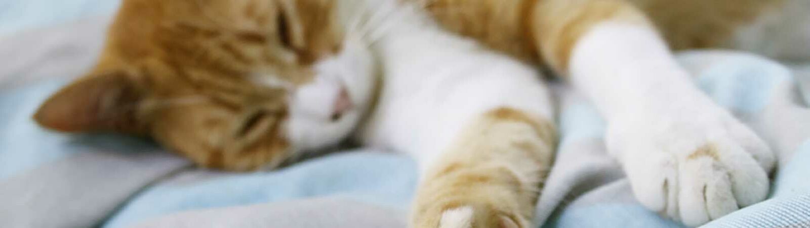 Eine schläfrige Katze streckt ihre Pfoten aus.