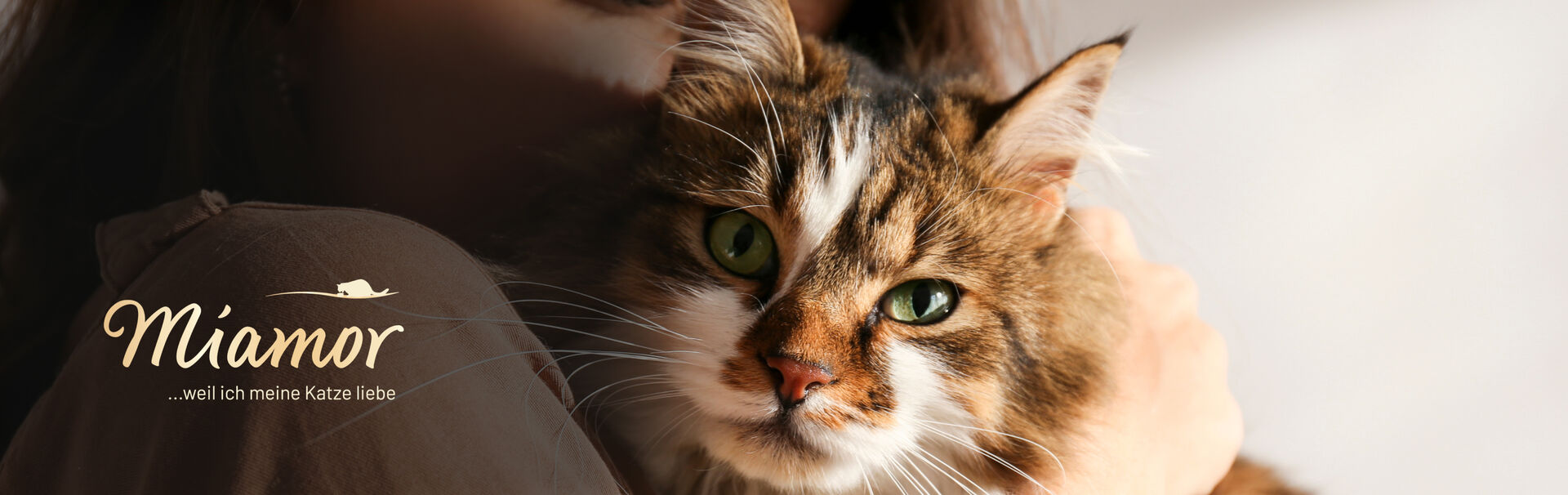 Eine rot-weiße Katze schaut in die Kamera