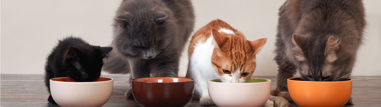 Drei Katzen und ein Kitten verschiedener Rassen fressen aus vier Näpfen.