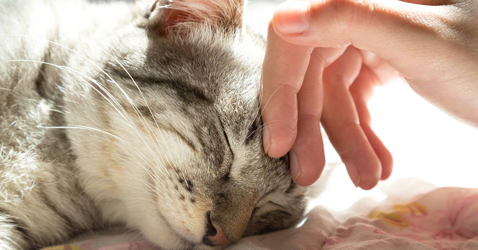 Erkennen Katzen ihre Besitzer? Miamor
