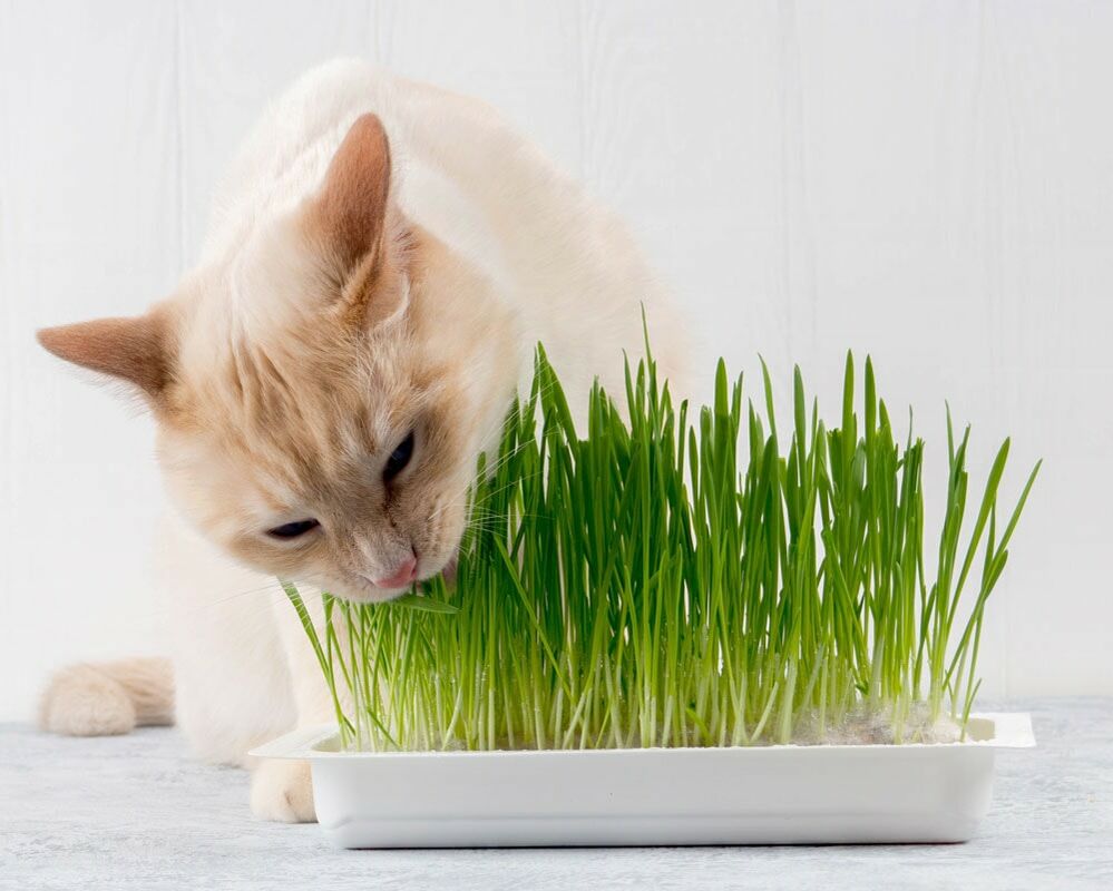 Urban Cat Jungle oder giftige Zimmerpflanze für Ihre Katze?