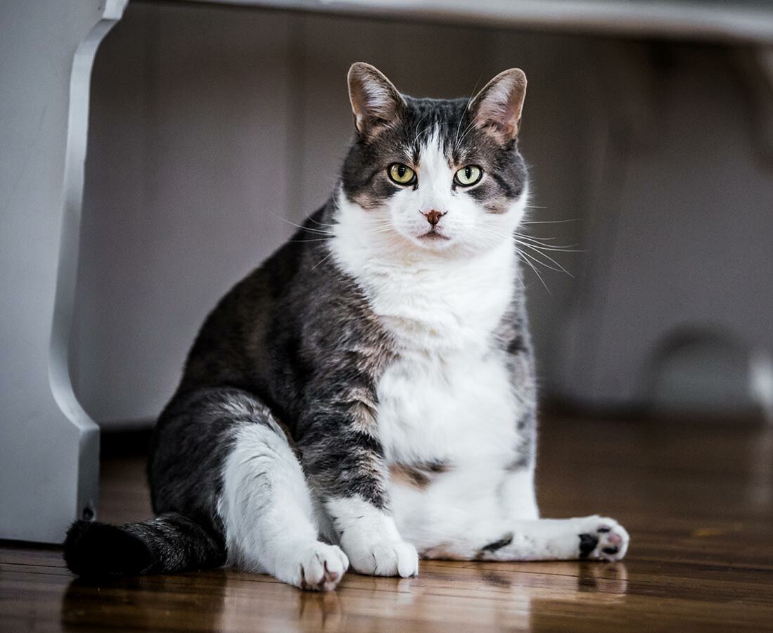 Eine Katze sitzt vor einem Tisch entspannt auf dem Fußboden.