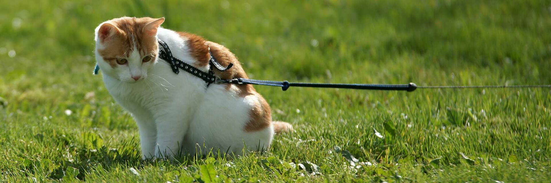 Eine angeleinte Katze sitzt auf dem Rasen und beobachtet etwas.