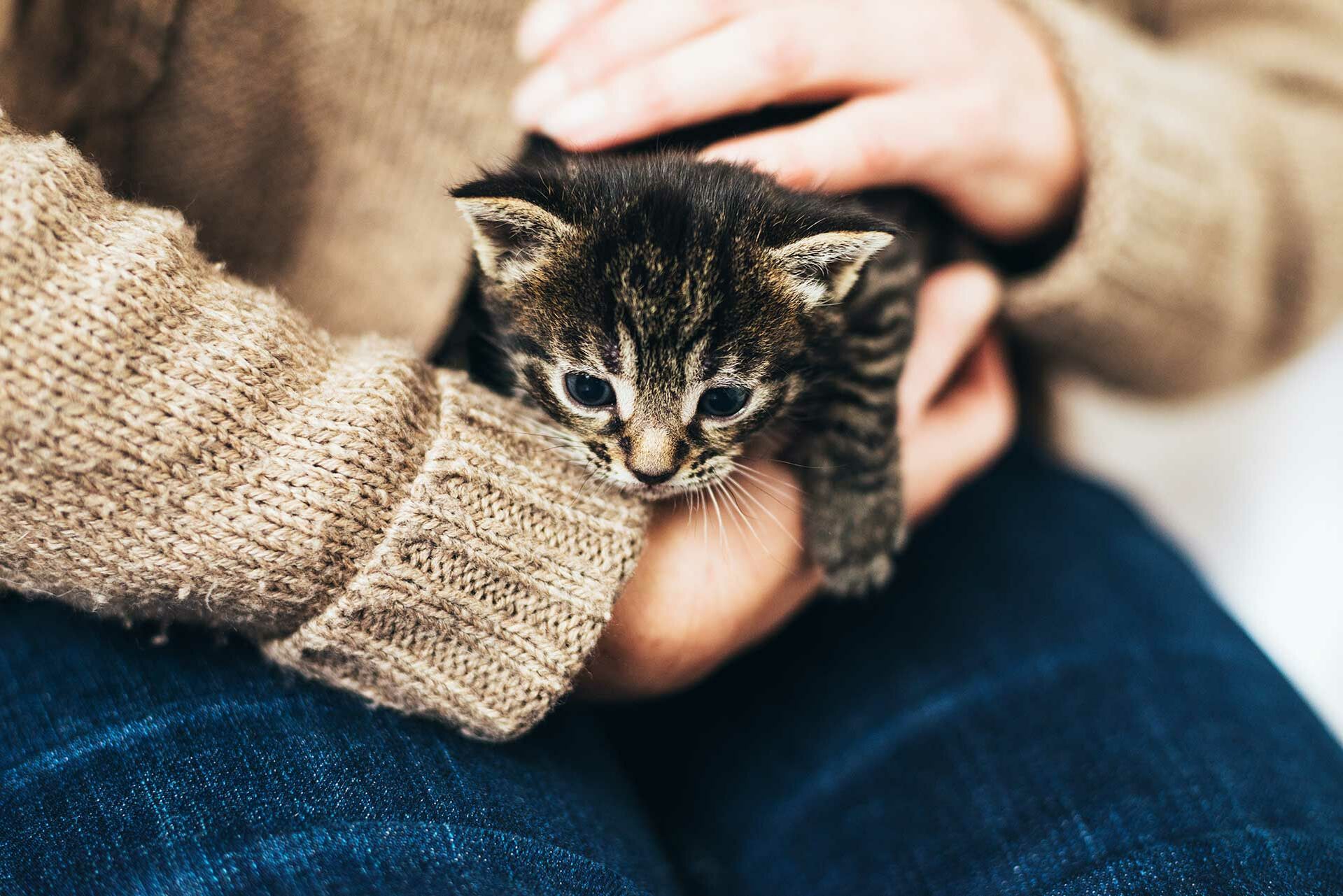 Kitten ist auf dem Arm seines Halters und wird gestreichelt.