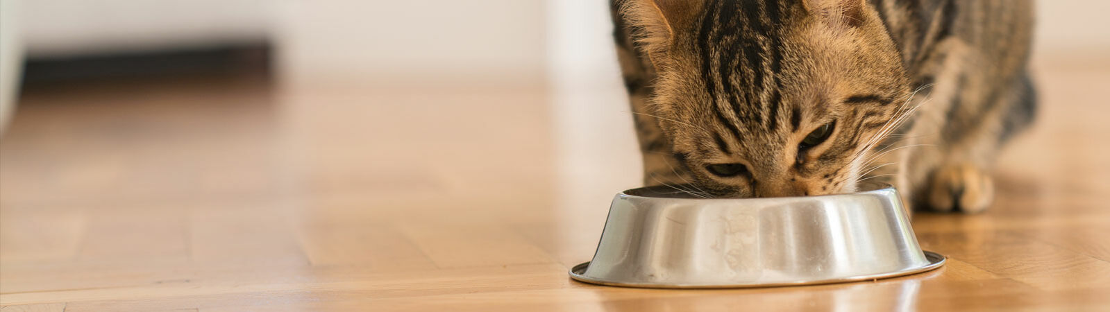 Eine Katze hat ihren Kopf über einen Napf gebeugt und frisst Katzenfutter.