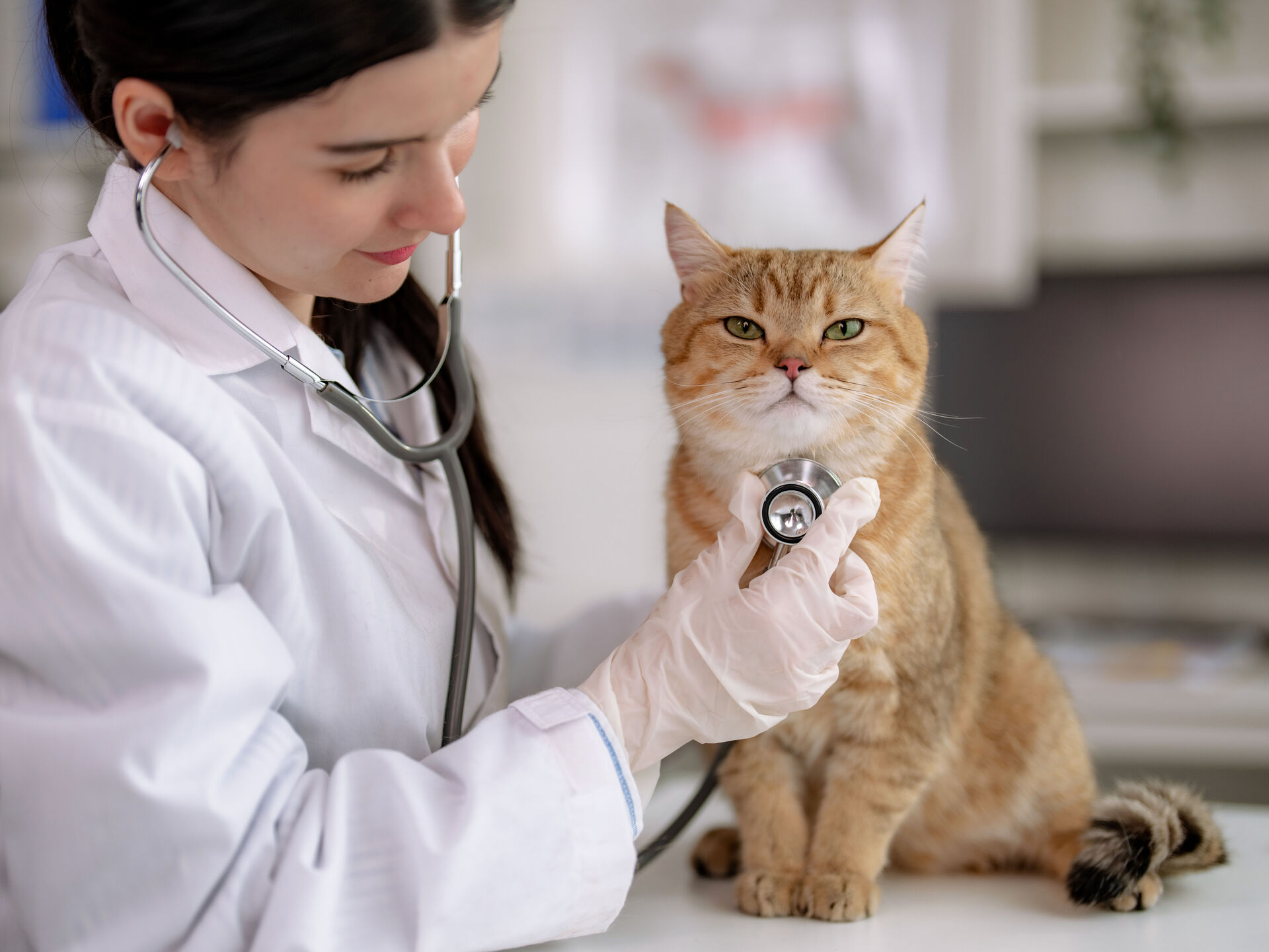 Mit der Katze zum Tierarzt