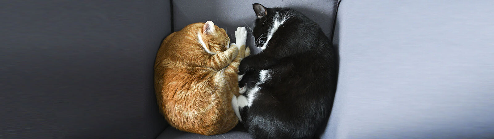 Zwei Katzen kuscheln sich aneinander.