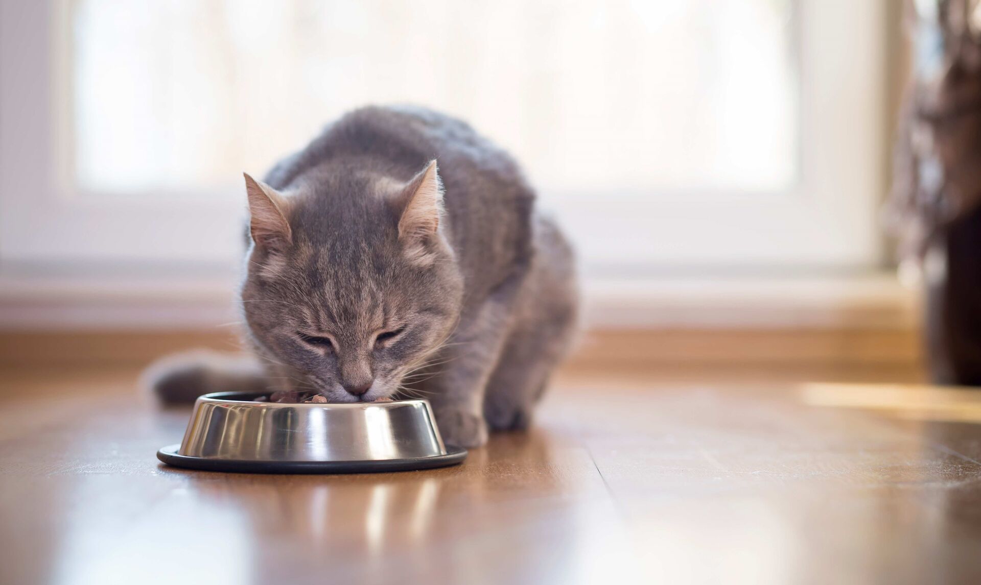 Katze frisst aus einem silbernen Napf.