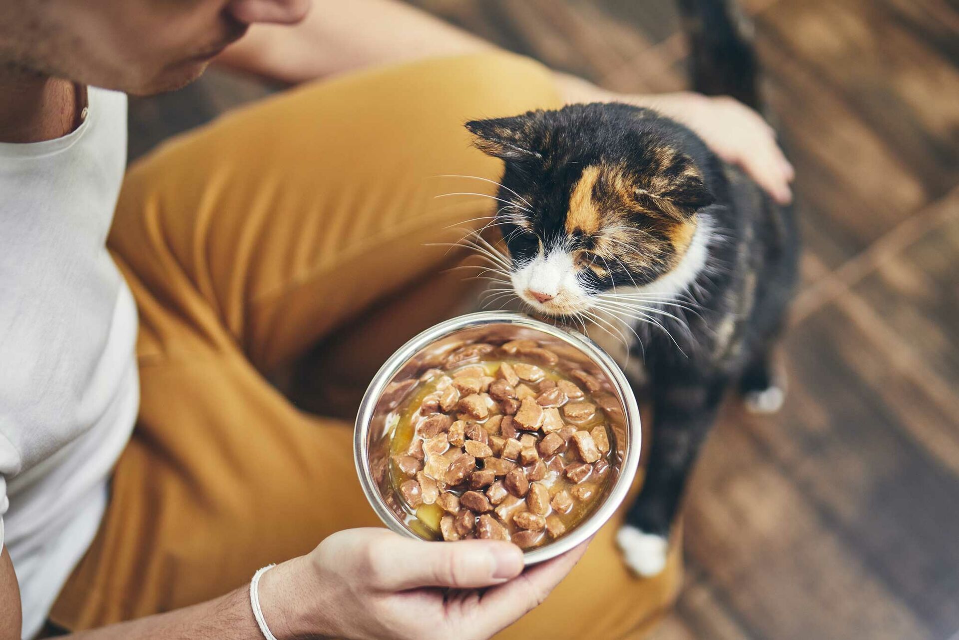 Katzenfutter selber machen