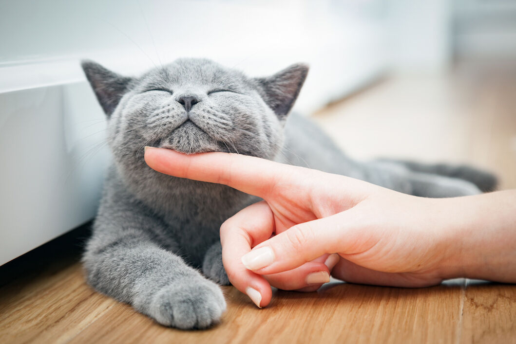 Katze genießt Streicheleinheiten.