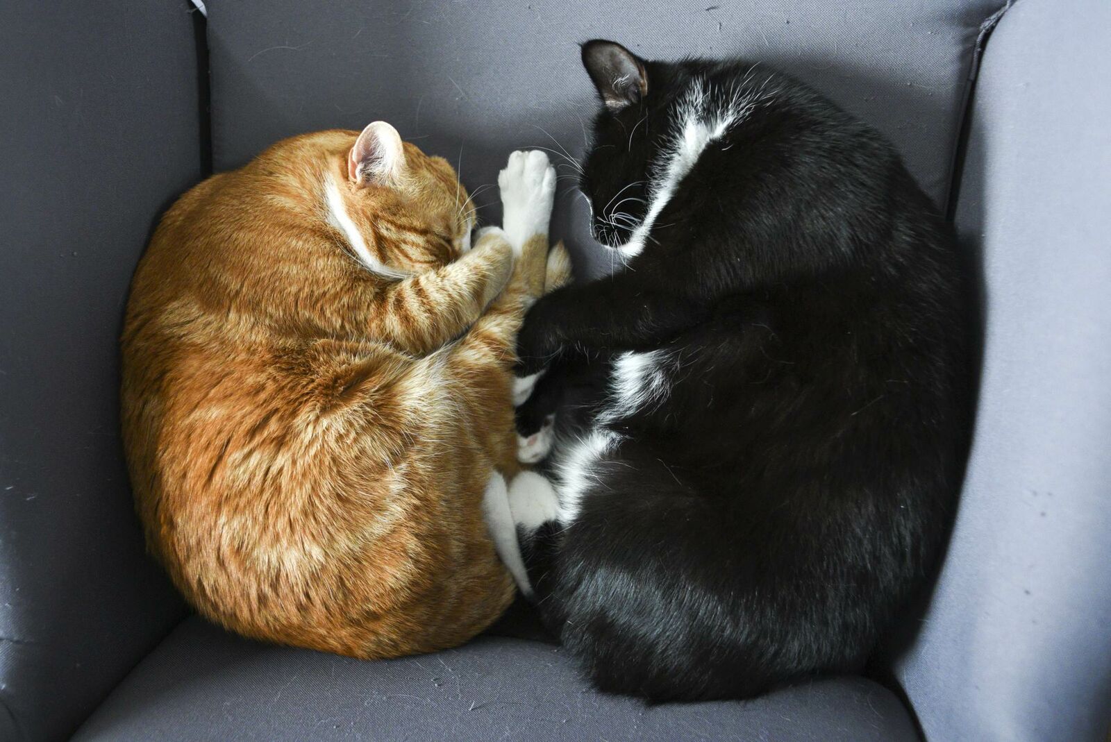 Die Hauskatze Miamor