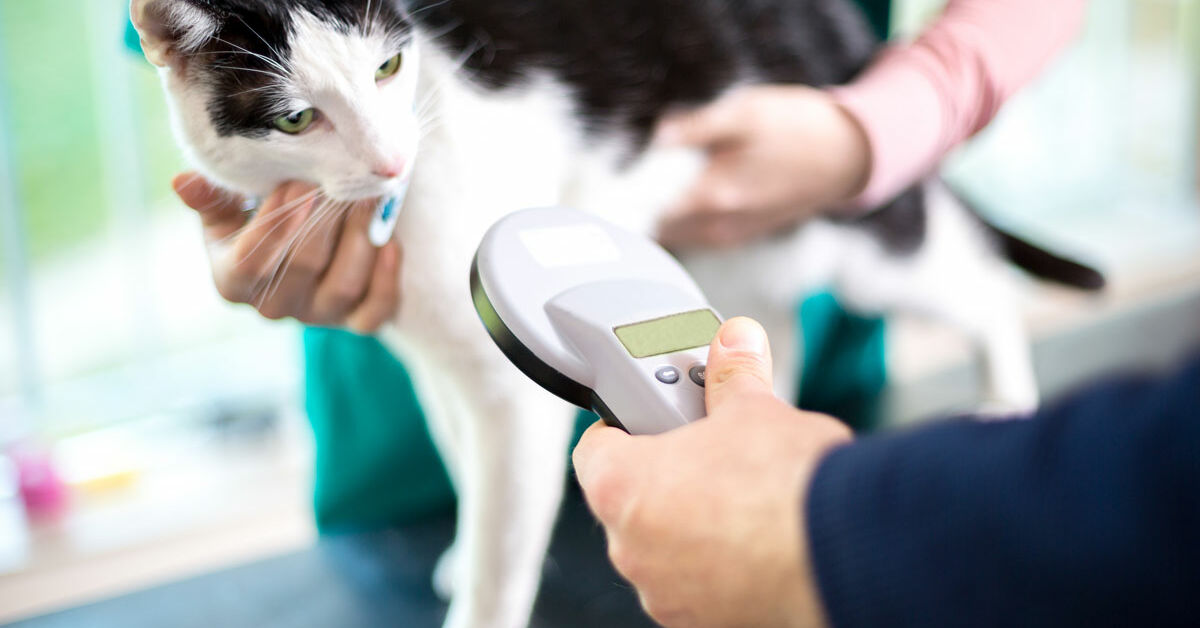 Katze chippen lassen das Für und Wider MiamorMagazin