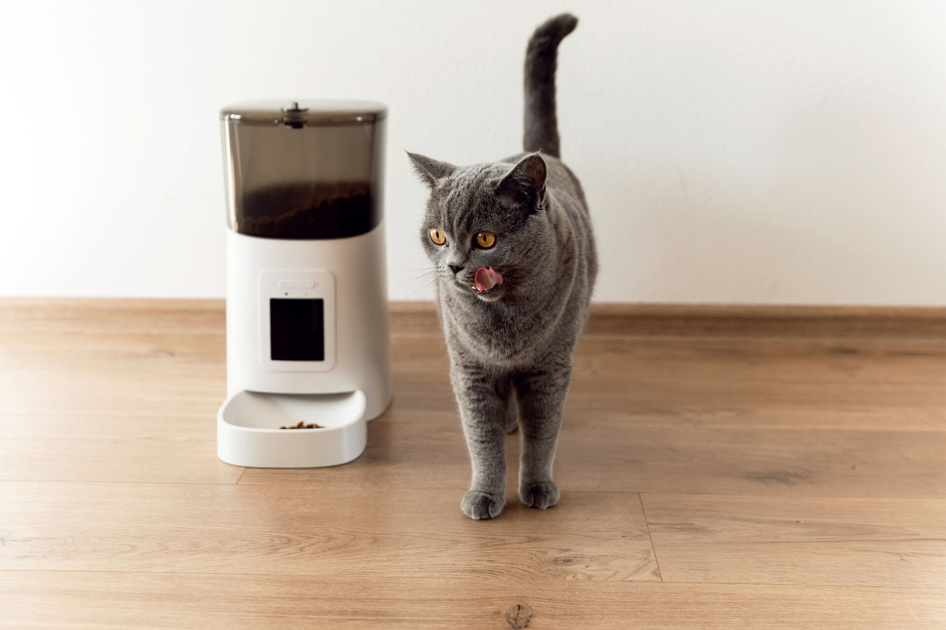 Katze sitzt vor einem verschlossenen, durchsichtigen Glas mit Katzenfutter.