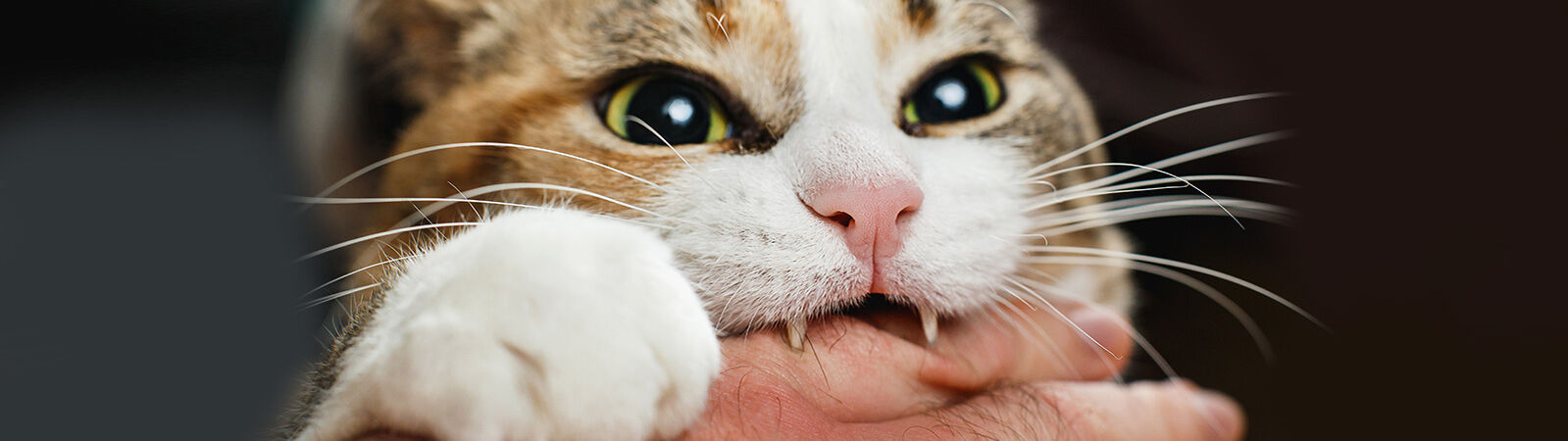 Katze beißt in Hand.