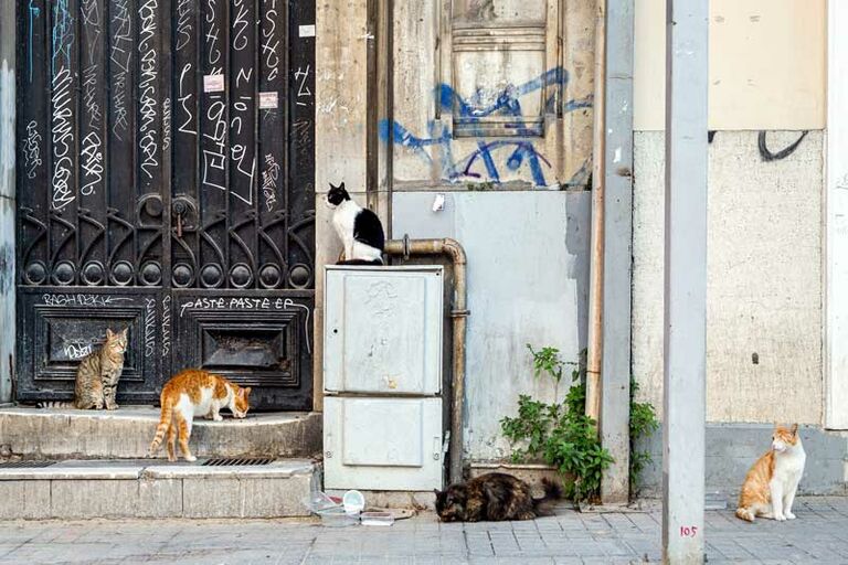 Mehrere Katzen unterschiedlicher Rassen halten sich im Eingangsbereich auf.