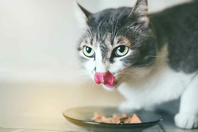 Eine Katze frisst selbstgebackene Pastete.