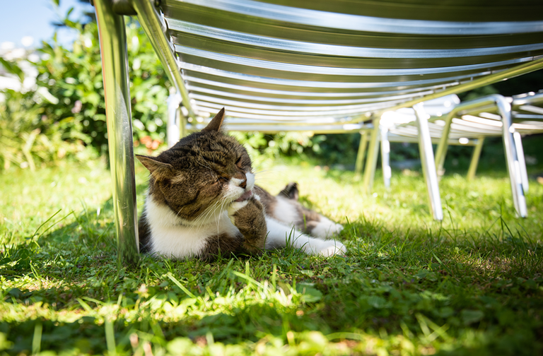 Können Katzen schwitzen?