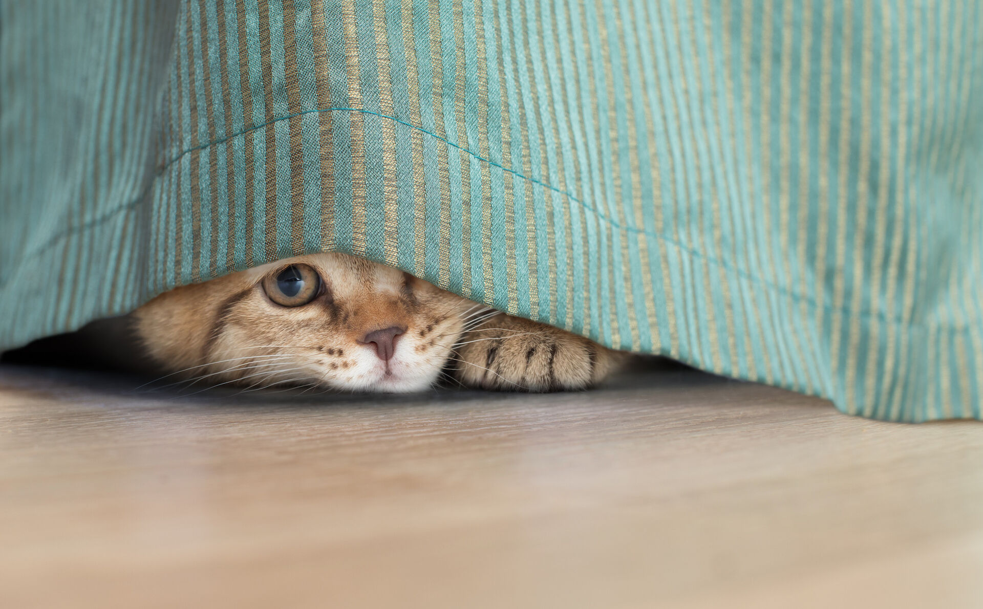 Eine Katze versteckt sich hinter einem grün-goldenen Vorhang und blinzelt darunter hervor.