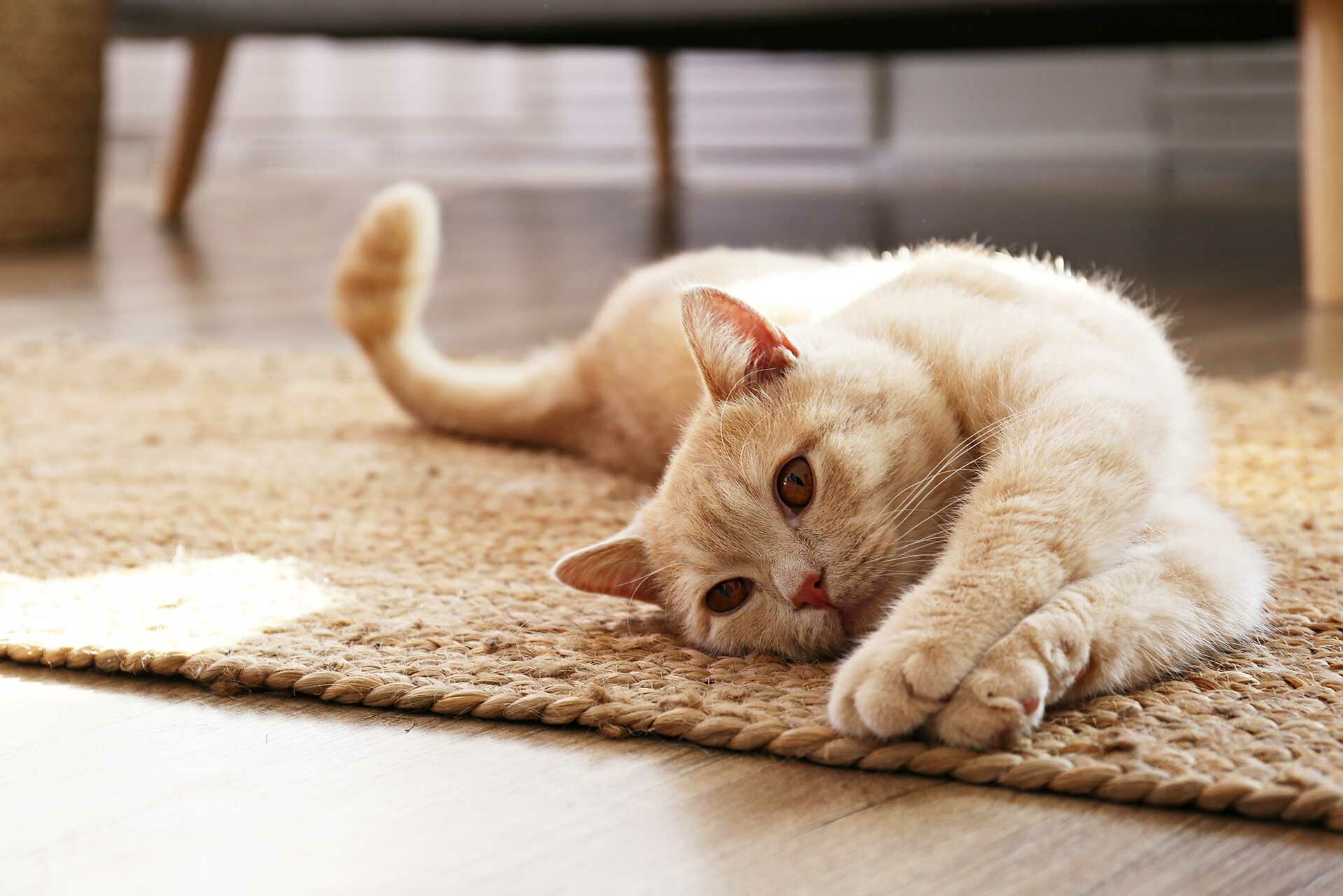 Eine Katze liegt auf dem Teppich.