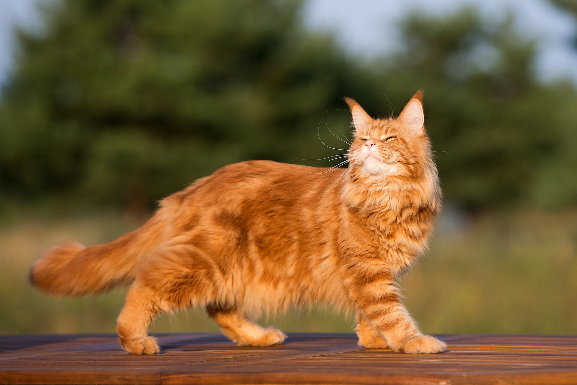 Eine Maine Coon spaziert auf einem Holzbalken.