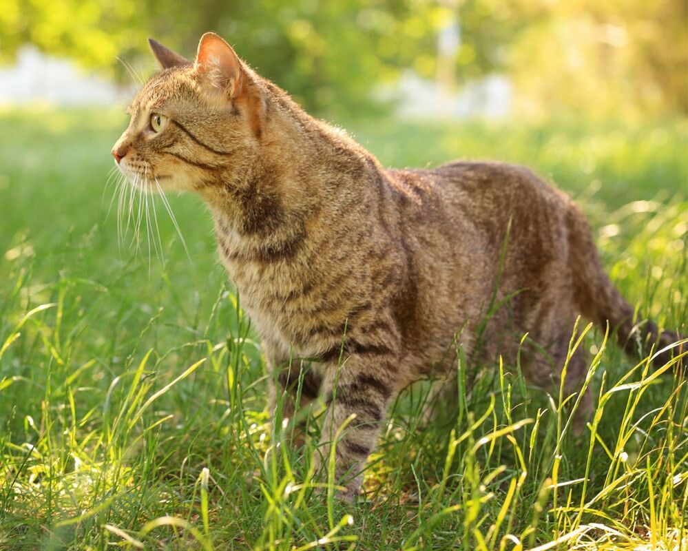 Zeckenschutz bei freilaufenden Katzen – auch ohne Chemie?