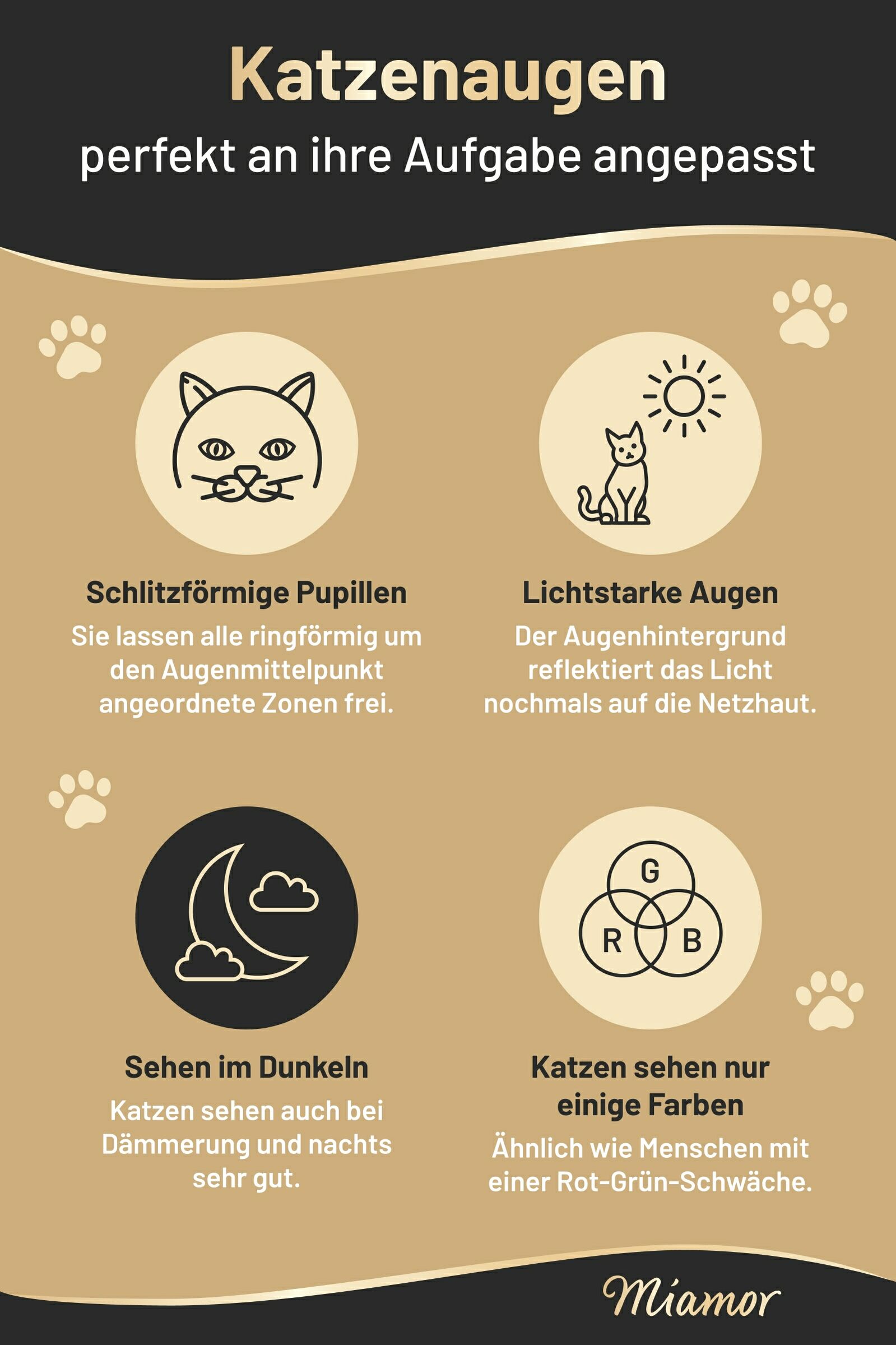 Infografik von Miamor zum Thema Katzenaugen