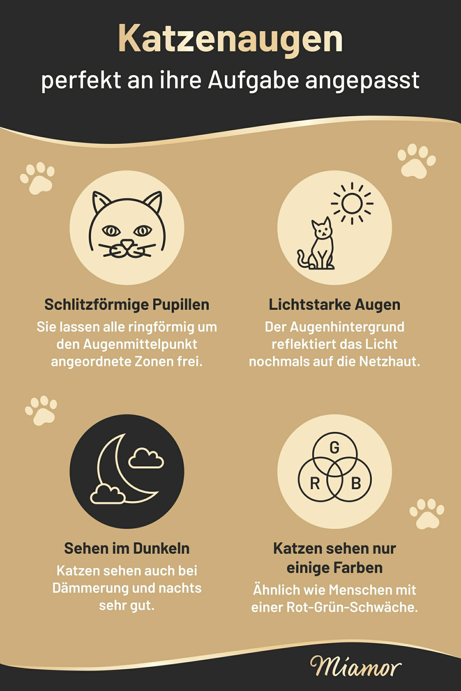 Katzenaugen – was sie besonders macht