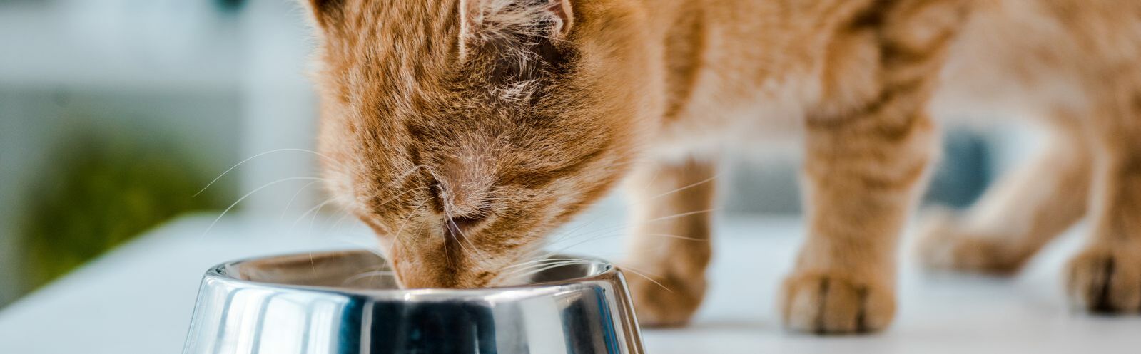 Eine getigerte Katze frisst aus einem Napf.