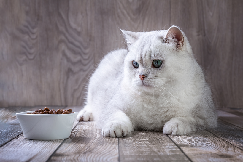 Katze riecht zwar am Futter, frisst aber nicht