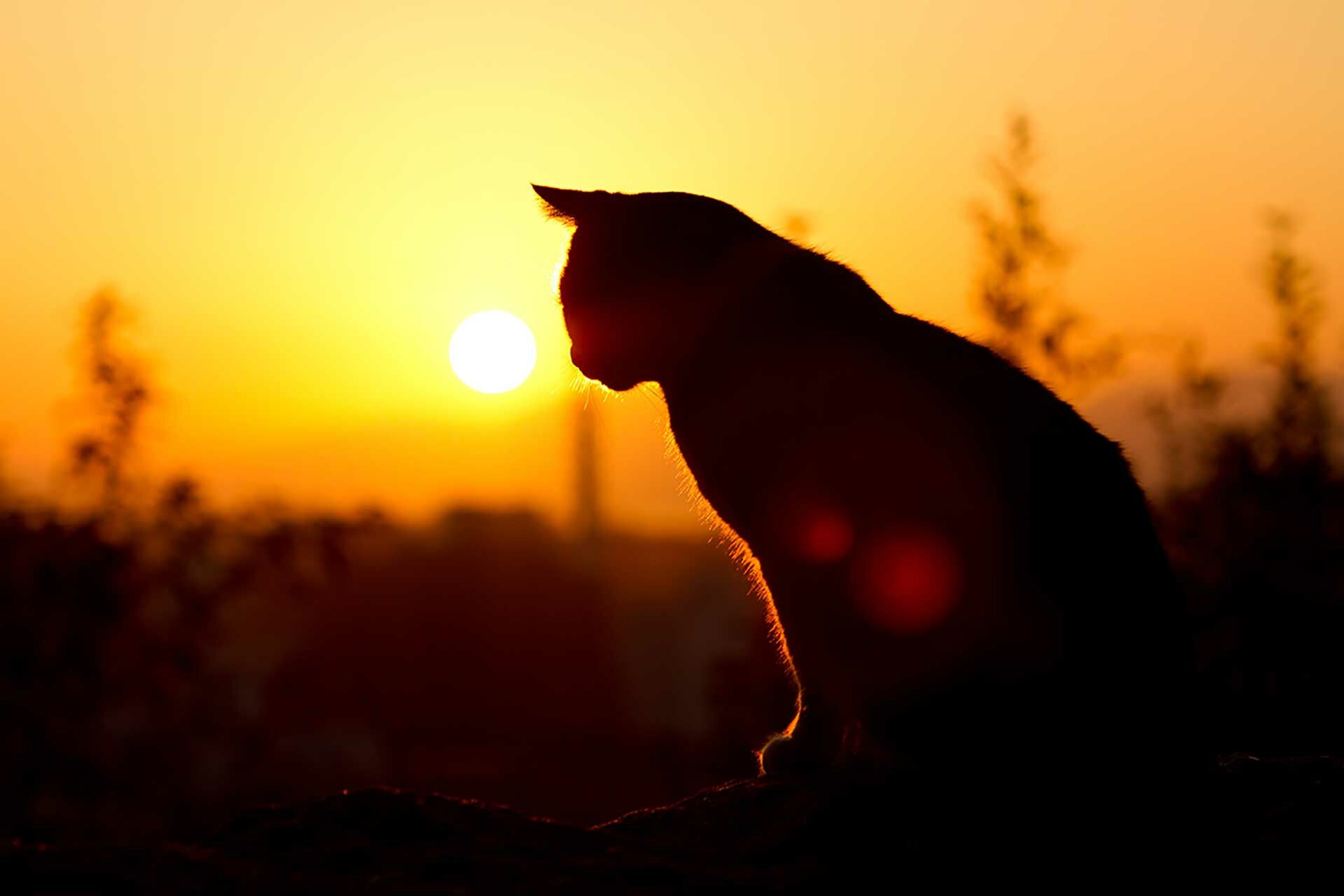 Silhouette einer Katze vor dem Sonnenuntergang
