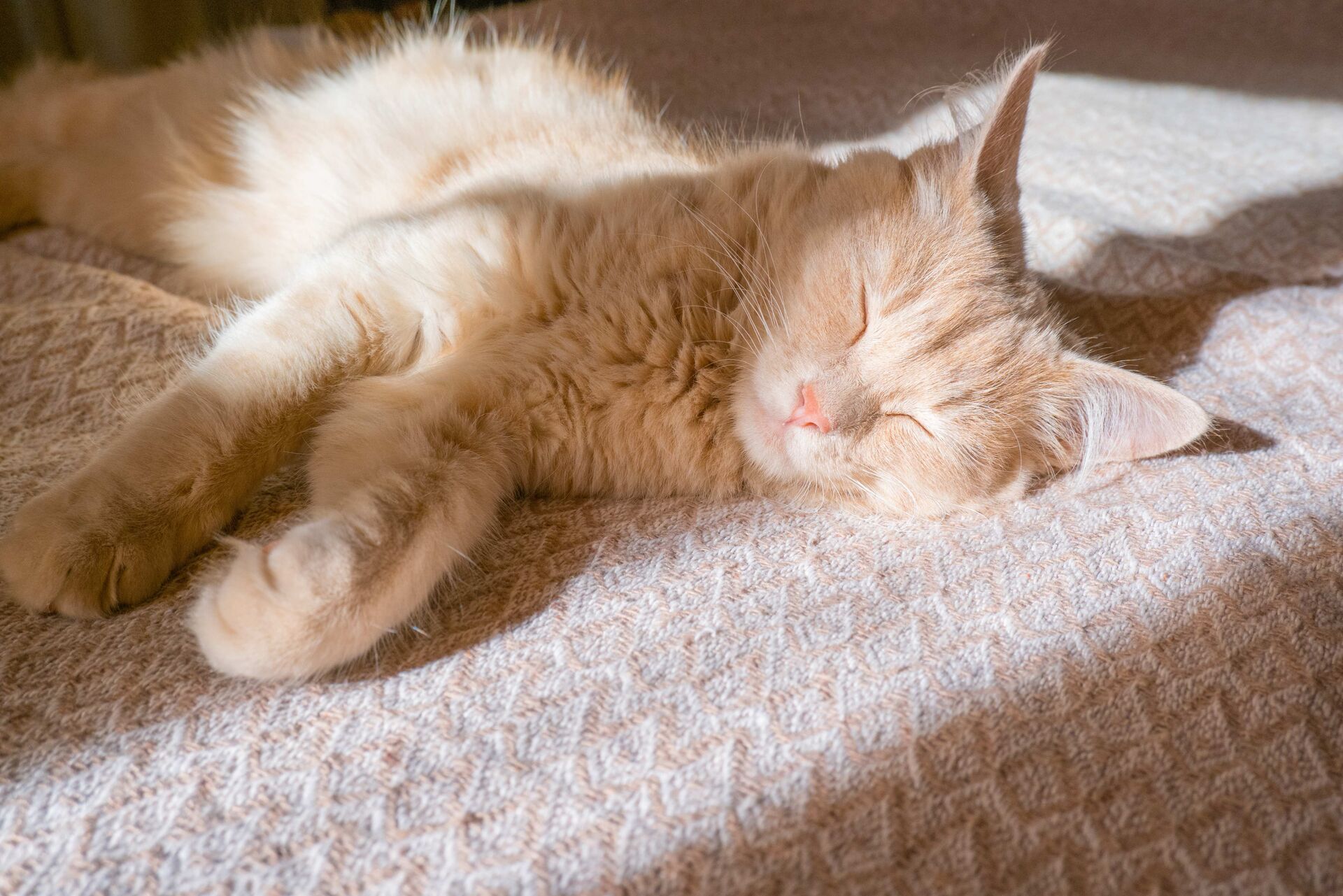 Eine Katze, die auf einer Decke schläft.