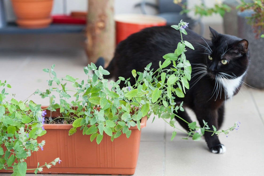 Katze tapst auf dem Balkon vorsichtig um einen Blumenkasten herum.