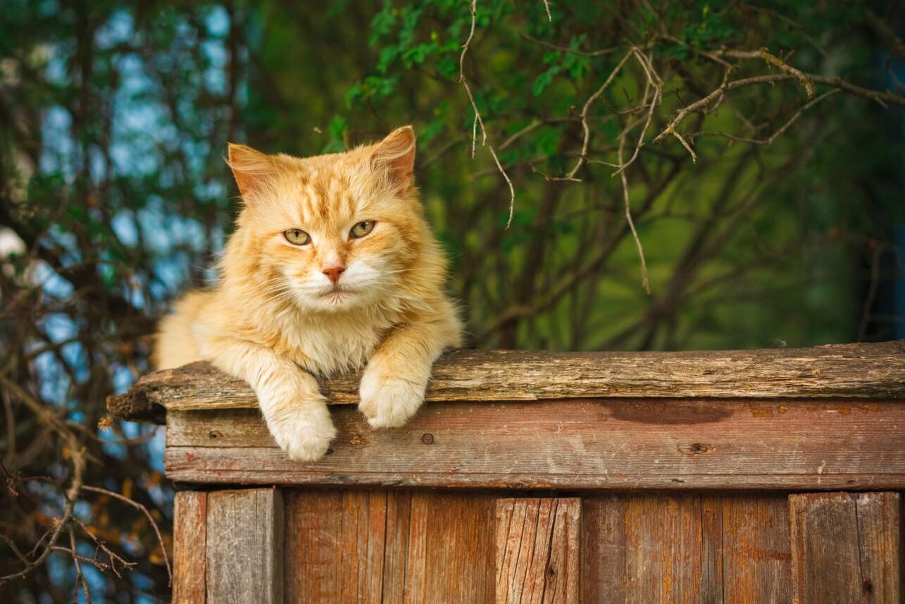 Alte Katze liegt auf Holzzaun im Garten.