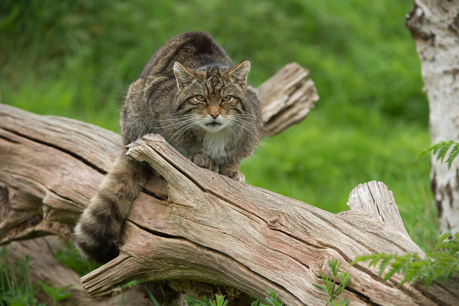 Eine Wildkatze als Haustier?