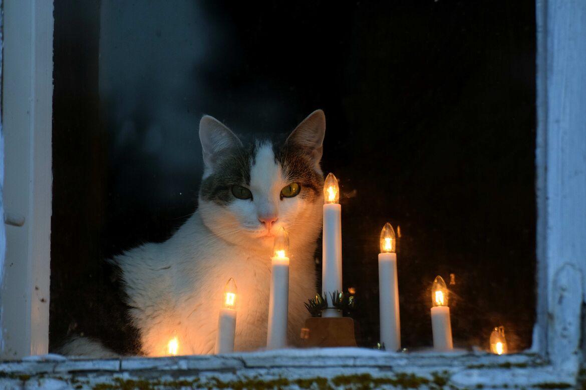 Mit der Katze kuscheln | Miamor