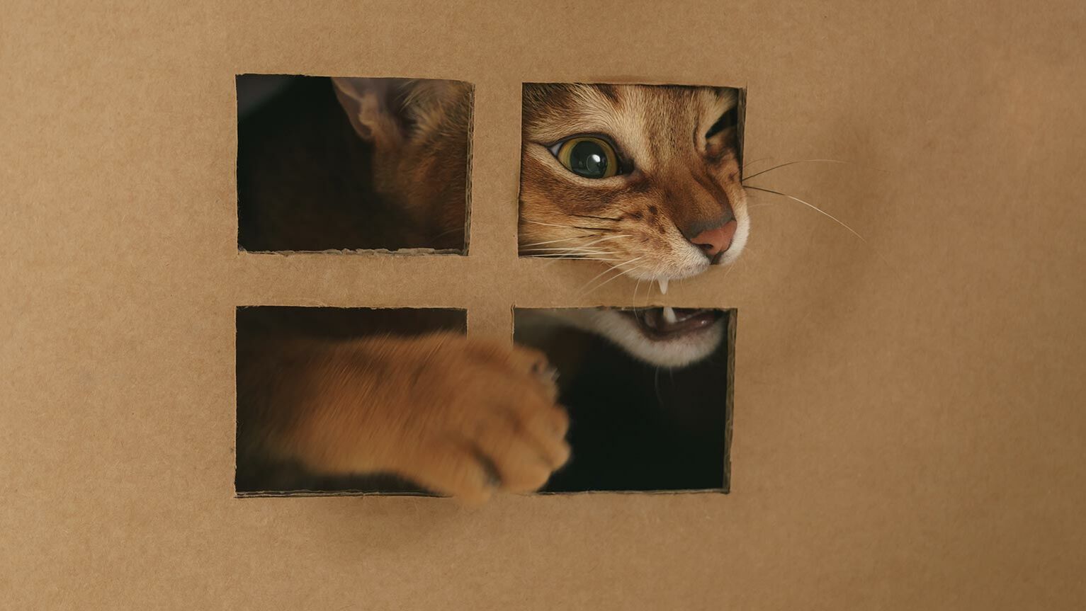 Katze spielt mit Papphaus.
