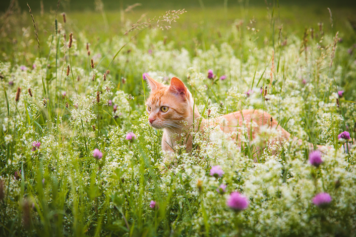 Nachhaltig leben mit Katze