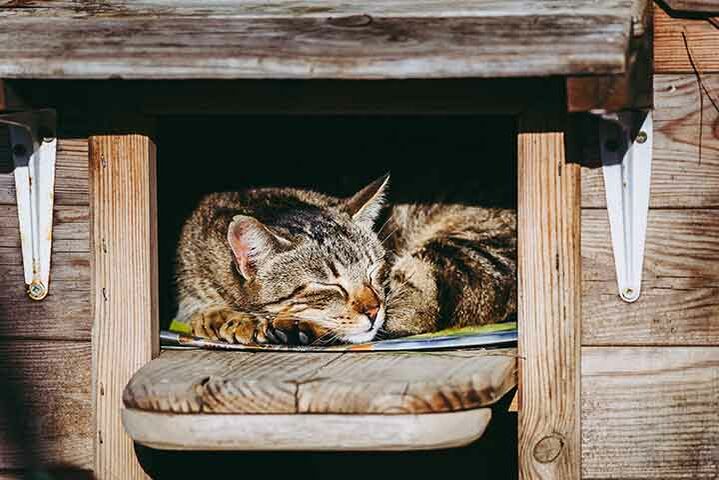 Tipps für ein DIY-Katzenhaus