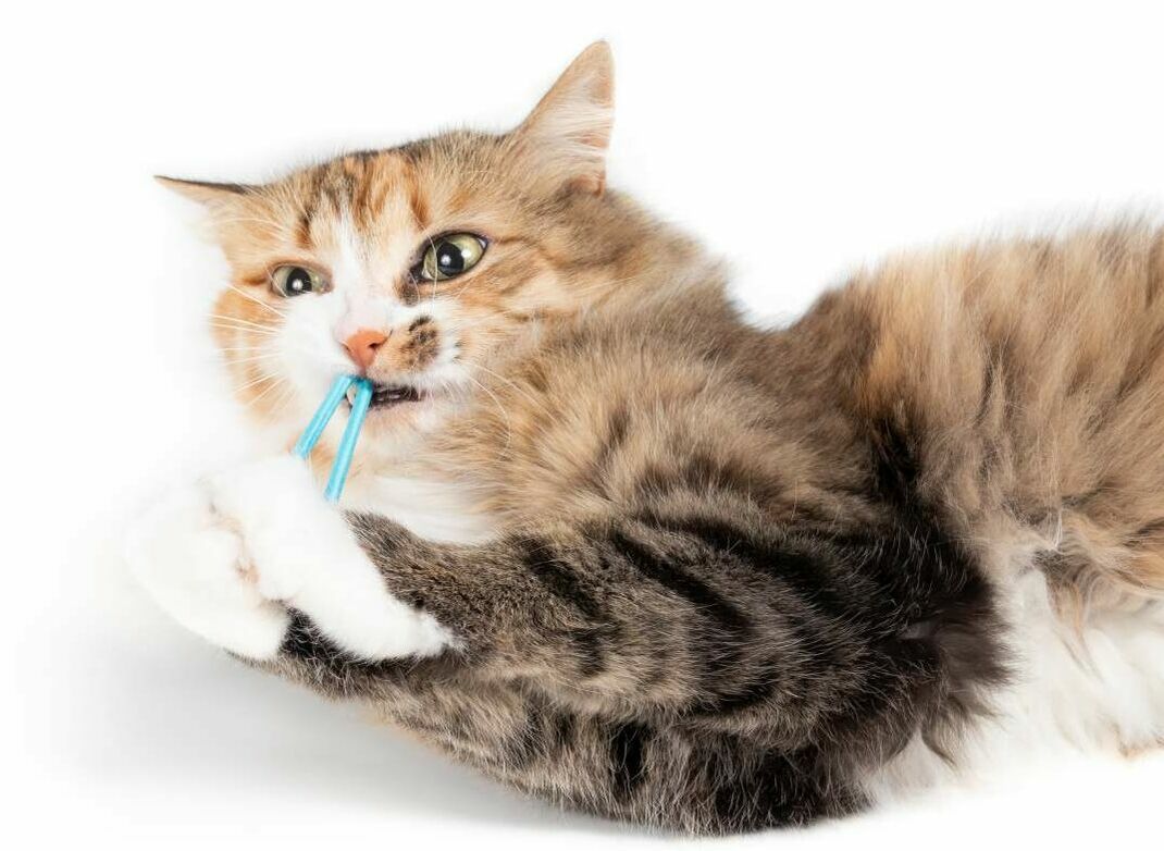 Eine Katze kaut an Stäbchen aus Plastik.