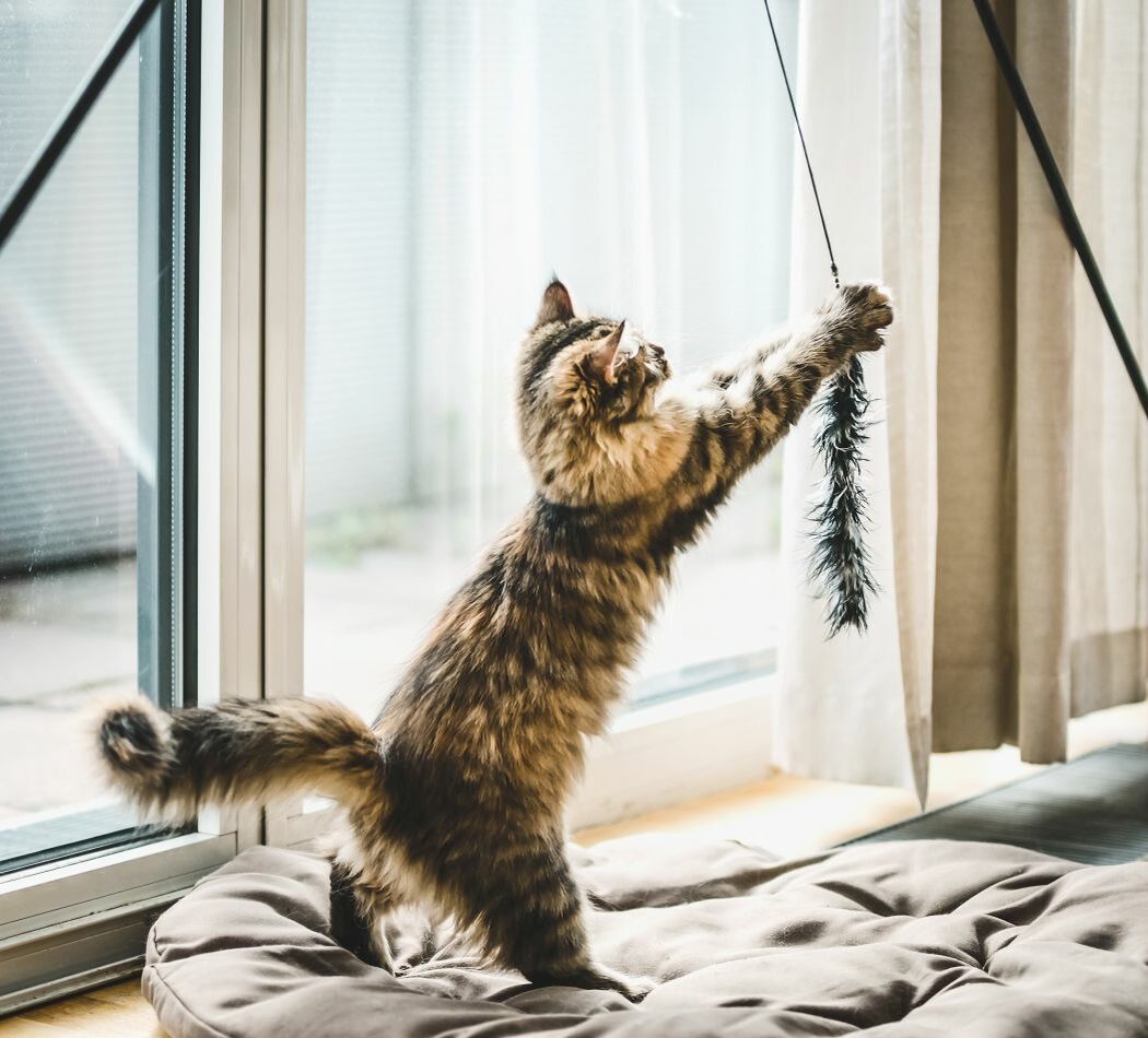 Eine Katze spielt im Wohnzimmer mit einer Reizangel.