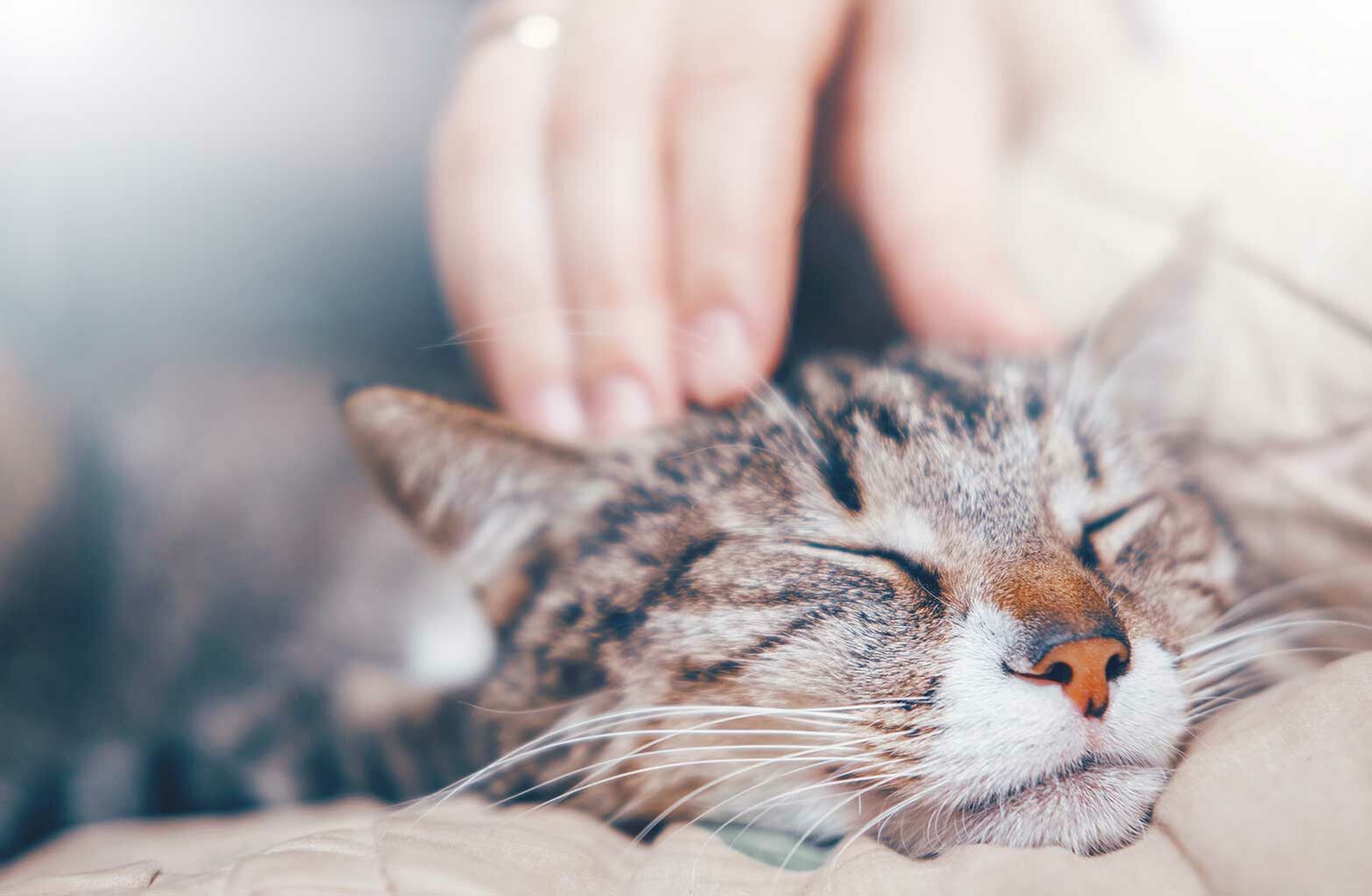 Eine Katze lässt sich den Kopf kraulen und genießt.