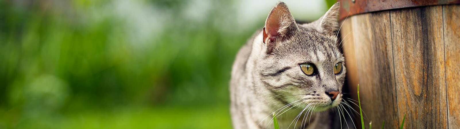 Eine Katze steht im Garten auf der Wiese und schaut an einem Blumenkübel vorbei.