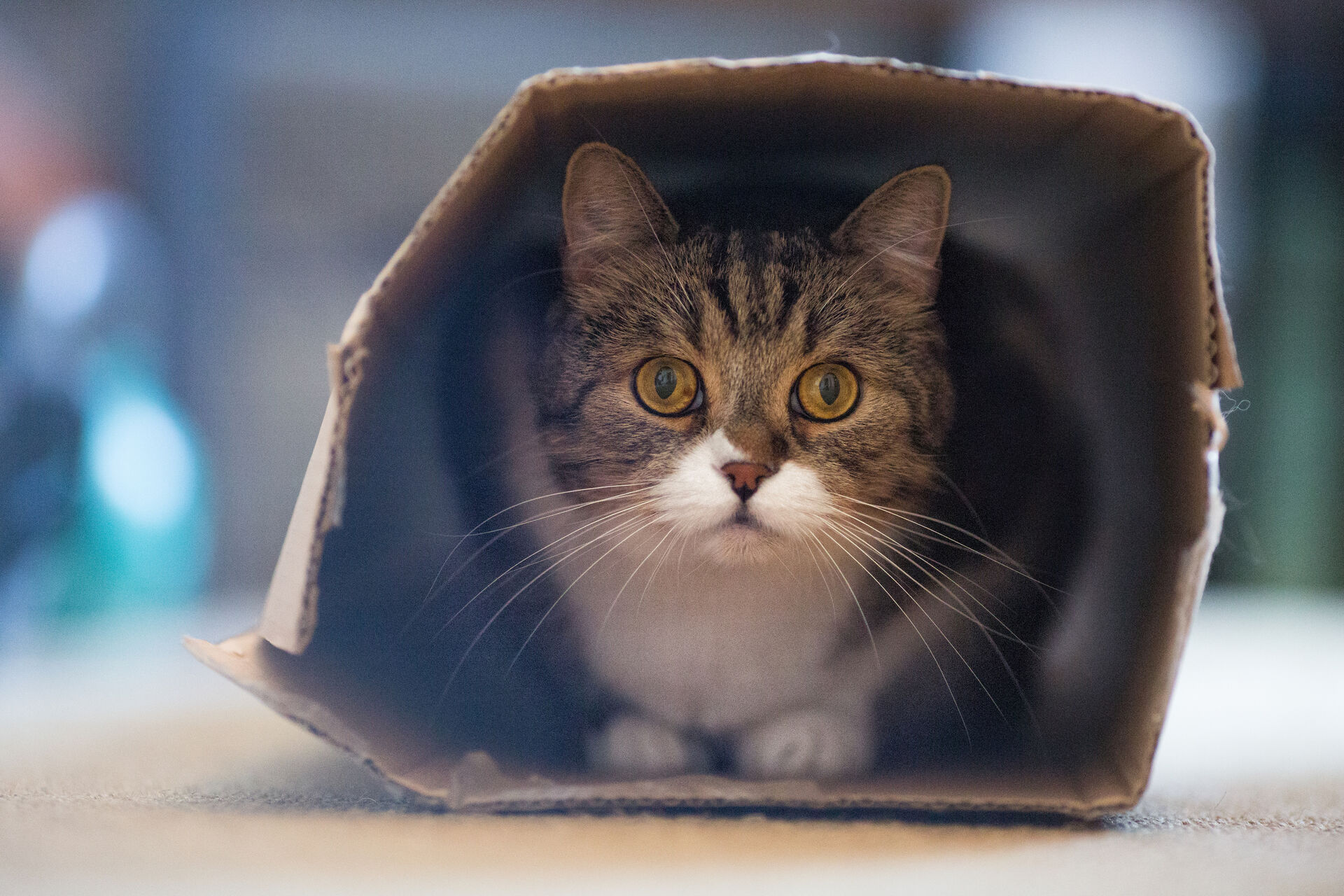 Eine Katze sitzt ängstlich in einem Karton.