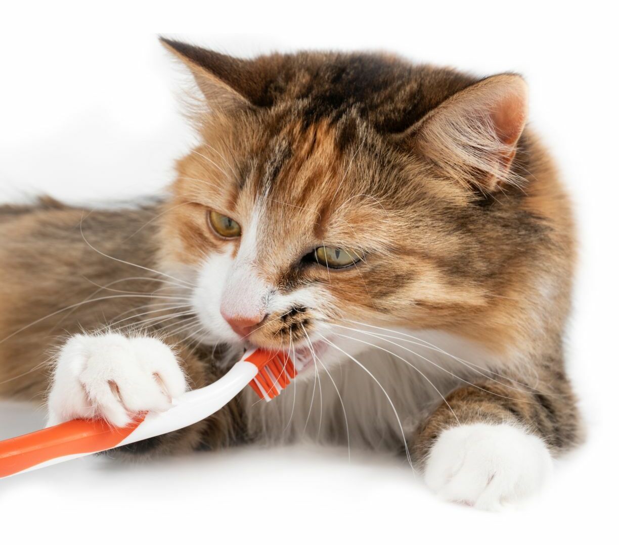 Eine liegende Katze hält eine Zahnbürste mit der Pfote vor ihrem Kopf.